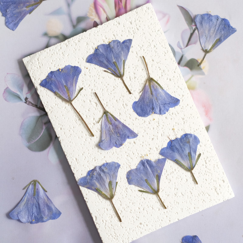 Beauty Makeup Bridal - 12 stuks/3-5cm, natuurlijke Bluebell geëmbosseerde gedroogde